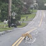 Thornwood Best Plumbers