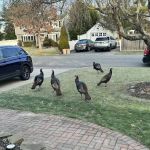 A 4995 Any Sewer Or Drain