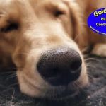 Golden Rule Plumbing & Contracting, LLC