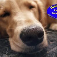 Golden Rule Plumbing & Contracting, LLC ico
