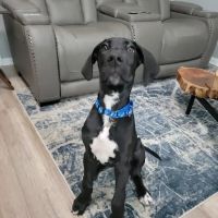 Doody Calls Drain Service LLC ico