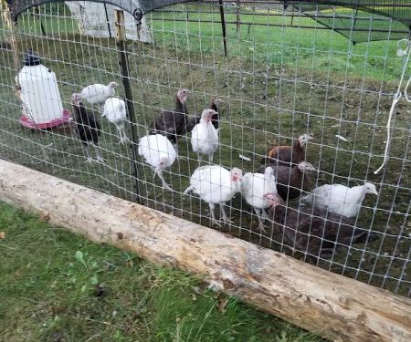 Clean-Rite Rooter Services