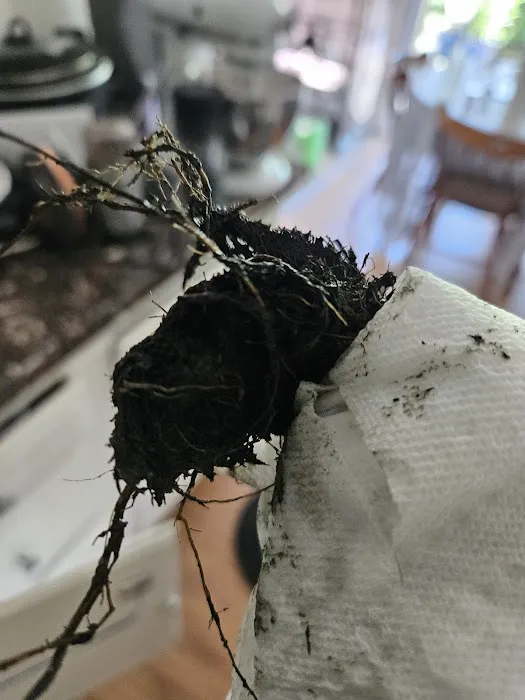 Remedy Drain Cleaning Picture 5