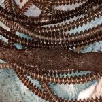 P M Drain Cleaning