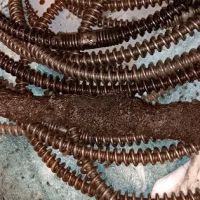 P M Drain Cleaning ico