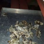 J B Plumbing Services Inc