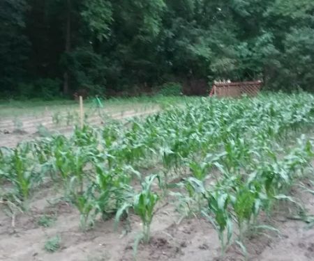 Browning Plumbing Services Inc