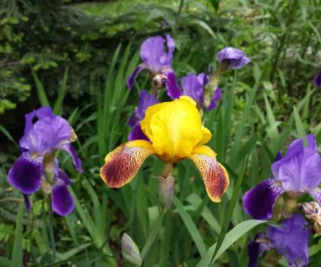 Peter J Lajoie Plumbing & Heating