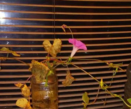 North Davidson Plumbing