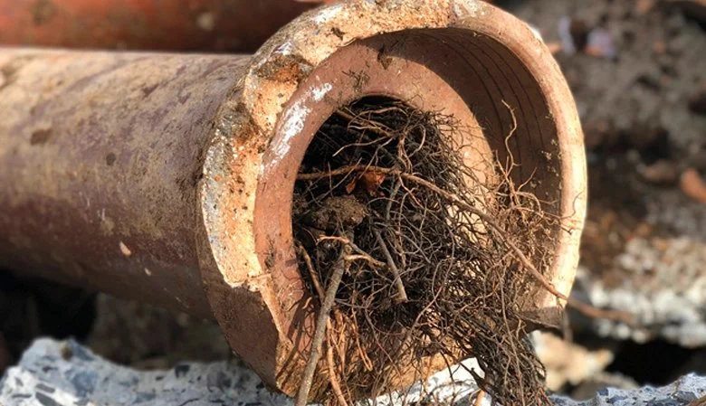 How to Prevent Tree Roots from Damaging Your Sewer Line