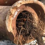 How to Prevent Tree Roots from Damaging Your Sewer Line