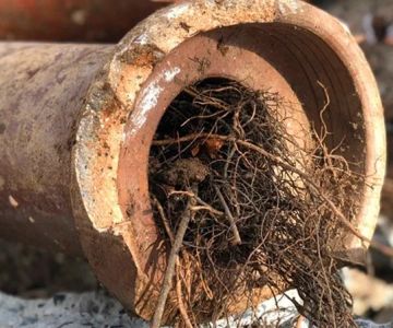 How to Prevent Tree Roots from Damaging Your Sewer Line