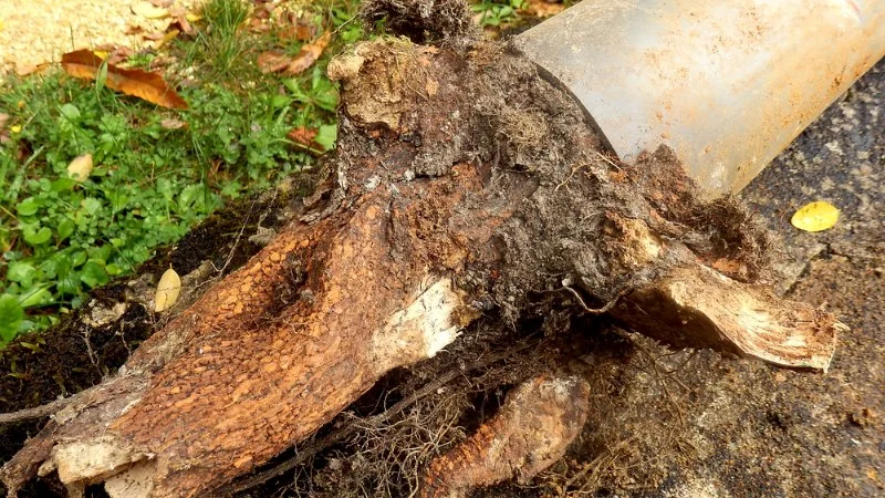 What Causes Tree Roots in Sewer Lines and How to Remove Them