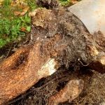 What Causes Tree Roots in Sewer Lines and How to Remove Them