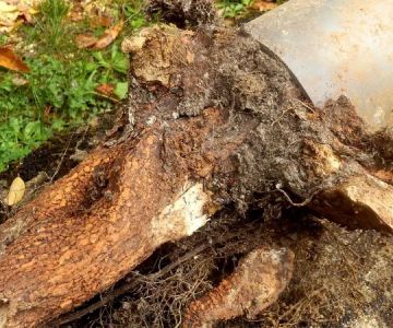 What Causes Tree Roots in Sewer Lines and How to Remove Them