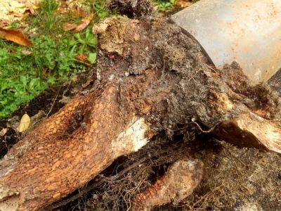 What Causes Tree Roots in Sewer Lines and How to Remove Them