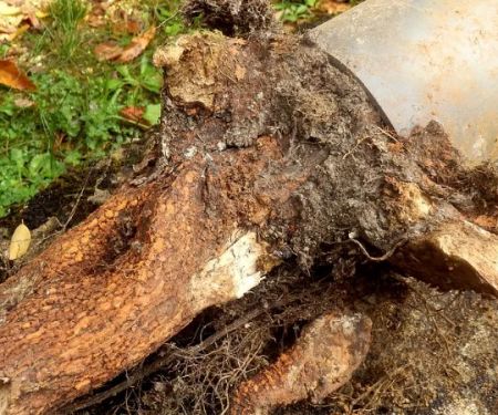 What Causes Tree Roots in Sewer Lines and How to Remove Them