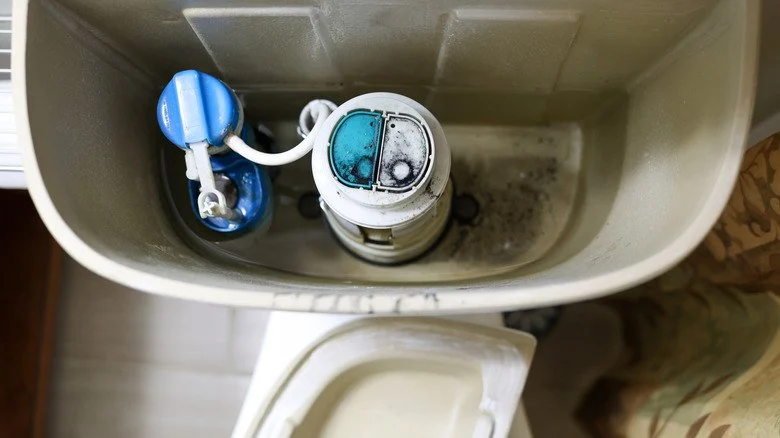 What Causes Mold Around Toilet Base and How to Prevent It