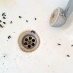 Effective Ways to Prevent Drain Flies in Bathroom Sink | Home Hygiene Tips
